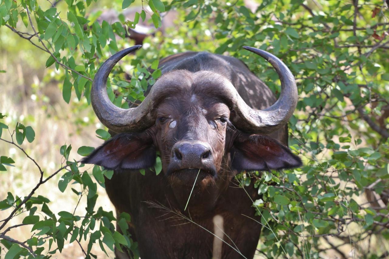 Hotel Lions Place Grietjie Game Reserve